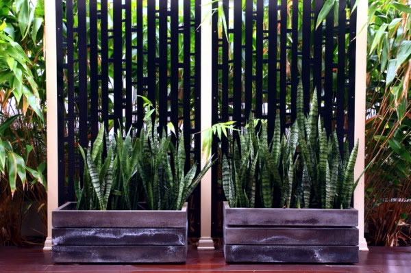 The best plants for shaded areas The best plants for shaded areas