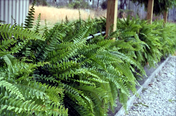 The best plants for shaded areas