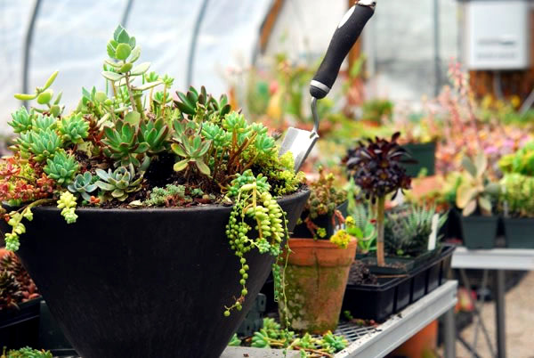 The best plants for shaded areas