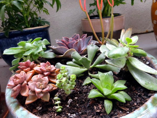 The best plants for shaded areas | Interior Design Ideas | AVSO.ORG