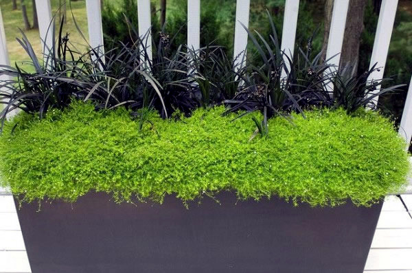 The Best Plants For Shaded Areas Interior Design Ideas Avso Org