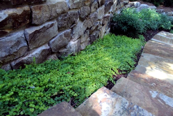 The best plants for shaded areas