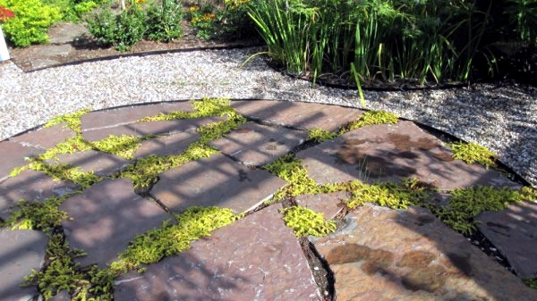 The best plants for shaded areas