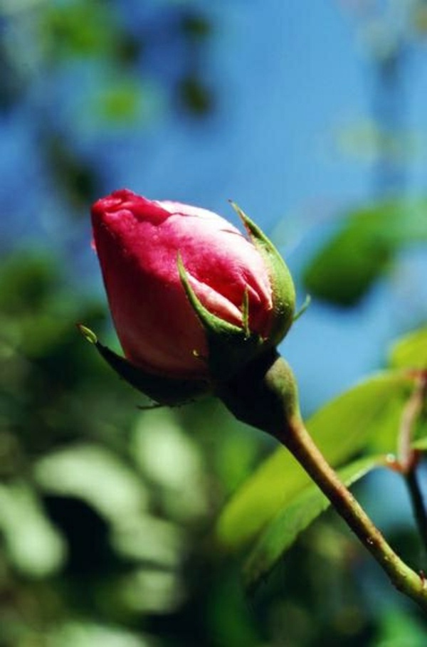 Garten und Landschaftsbau - Rose pruning in spring or autumn - cut roses properly
