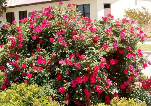 Rose pruning in spring or autumn - cut roses properly