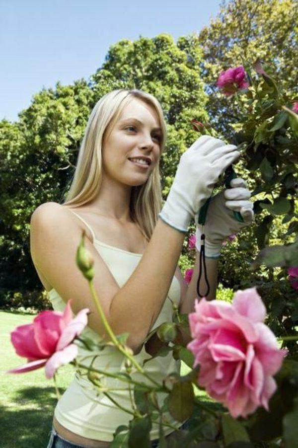 Rose pruning in spring or autumn - cut roses properly