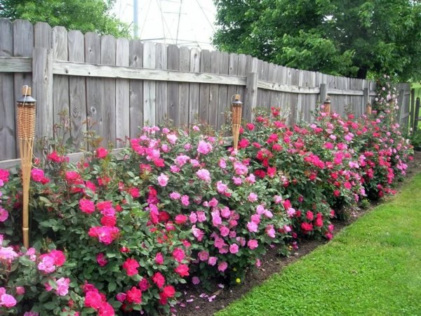 Rose pruning in spring or autumn - cut roses properly