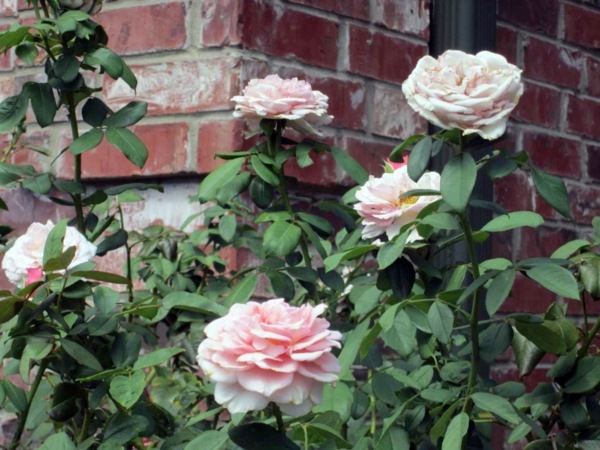 Rose pruning in spring or autumn - cut roses properly
