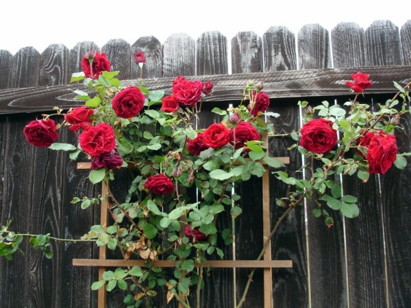 Rose pruning in spring or autumn - cut roses properly