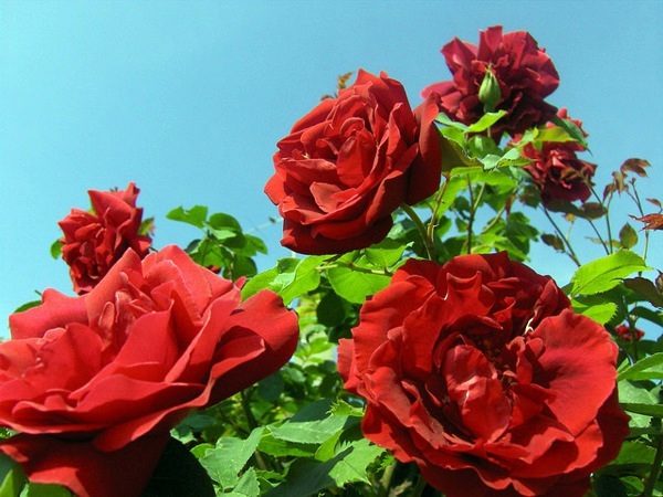 Rose pruning in spring or autumn - cut roses properly