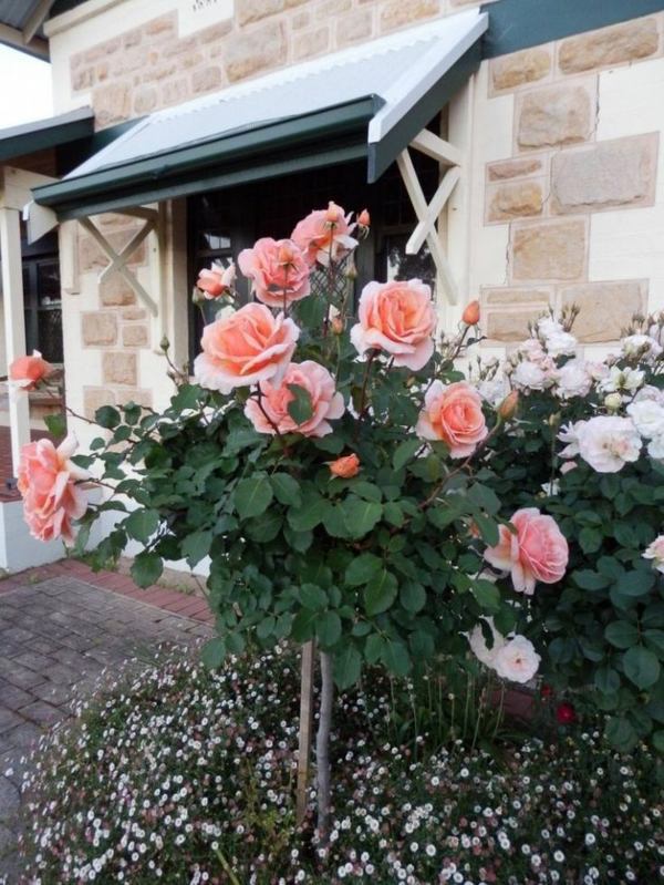 Rose pruning in spring or autumn – cut roses properly | Interior Design