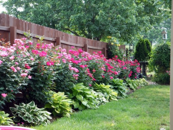 Rose pruning in spring or autumn - cut roses properly
