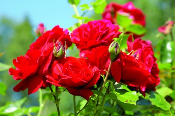 Gartengestaltung - Rose pruning in spring or autumn - cut roses properly