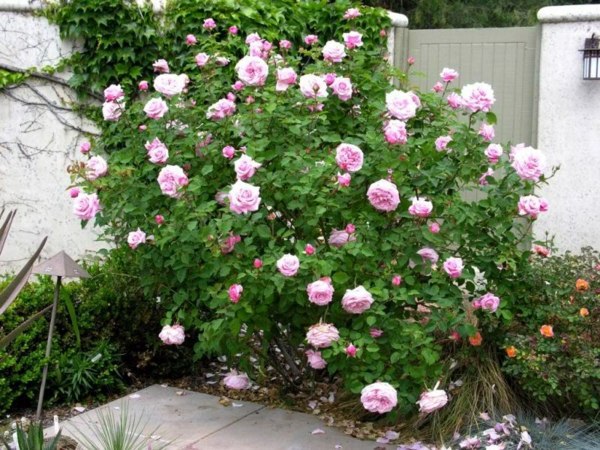 Rose pruning in spring or autumn - cut roses properly