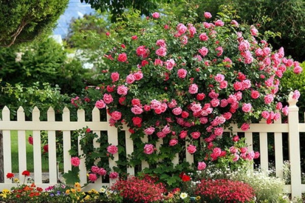Rose pruning in spring or autumn - cut roses properly Rose pruning in spring or autumn - cut roses properly
