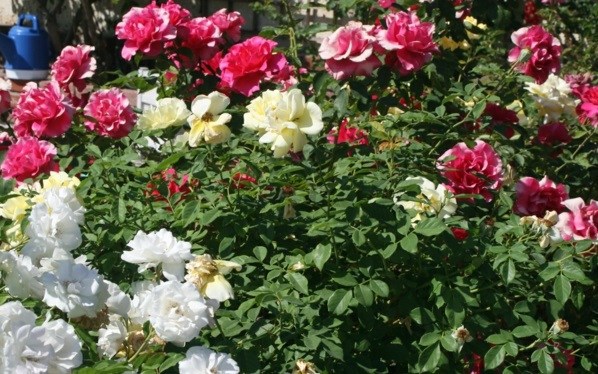 Rose pruning in spring or autumn - cut roses properly