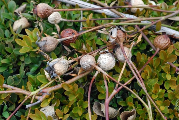 Rose pruning in spring or autumn - cut roses properly