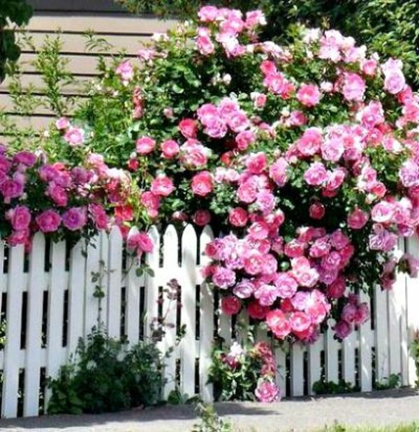 Rose pruning in spring or autumn - cut roses properly