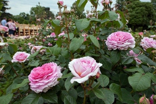 Rose pruning in spring or autumn - cut roses properly