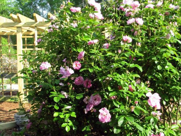 Rose pruning in spring or autumn - cut roses properly