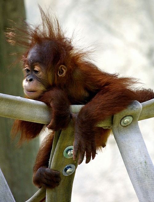 30 cute baby animals - they see but from not cute? 30 cute baby animals - they see but from not cute?