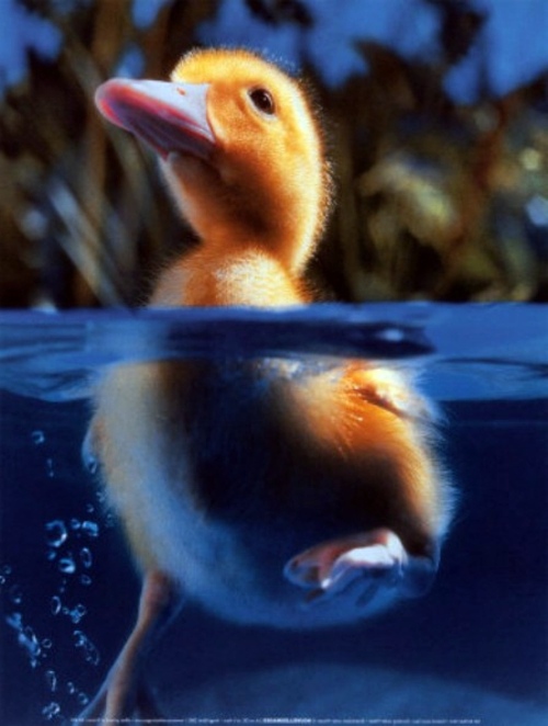 30 cute baby animals - they see but from not cute? 30 cute baby animals - they see but from not cute?