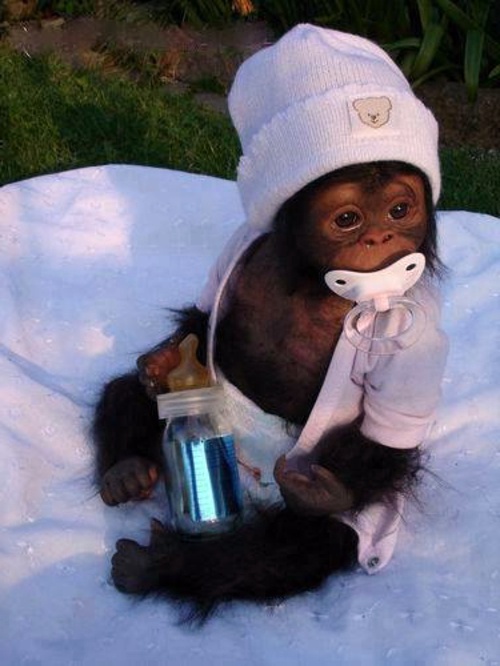 30 cute baby animals - they see but from not cute? 30 cute baby animals - they see but from not cute?
