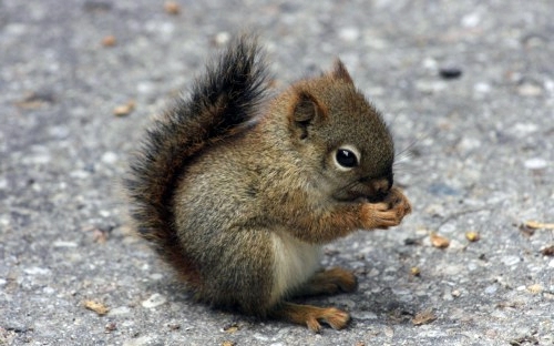 30 cute baby animals - they see but from not cute? 30 cute baby animals - they see but from not cute?