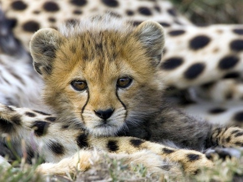30 cute baby animals - they see but from not cute? 30 cute baby animals - they see but from not cute?