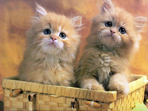 30 cute baby animals - they see but from not cute? 30 cute baby animals - they see but from not cute?