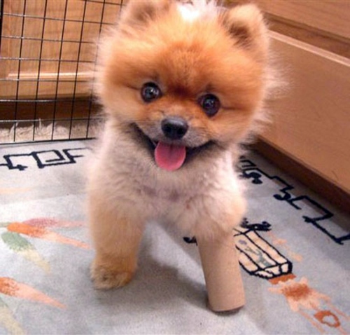 30 cute baby animals - they see but from not cute? 30 cute baby animals - they see but from not cute?