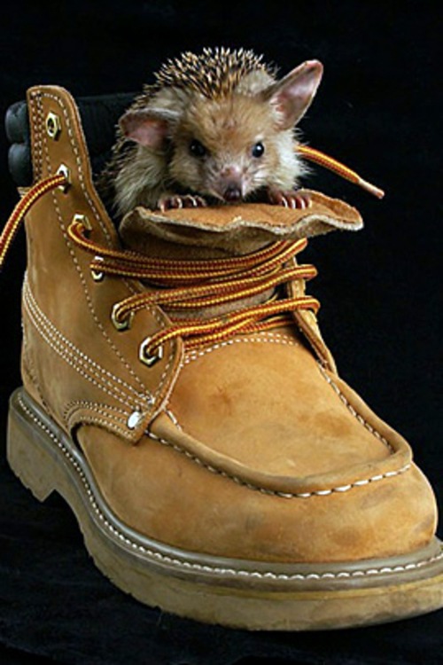 30 cute baby animals - they see but from not cute? 30 cute baby animals - they see but from not cute?