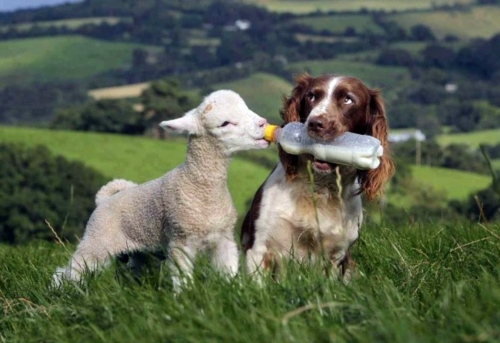 30 cute baby animals - they see but from not cute? 30 cute baby animals - they see but from not cute?