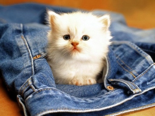 30 cute baby animals - they see but from not cute? 30 cute baby animals - they see but from not cute?