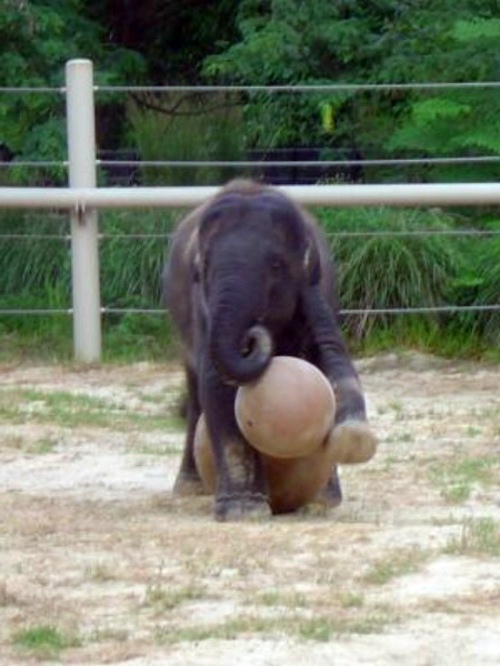 30 cute baby animals - they see but from not cute? 30 cute baby animals - they see but from not cute?