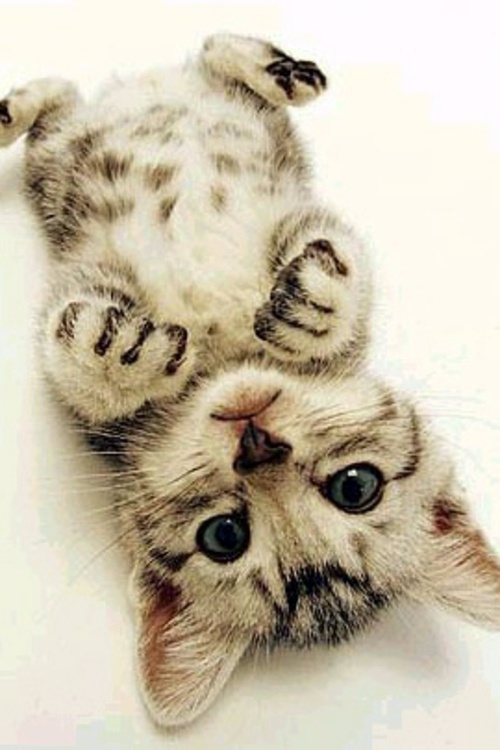 30 cute baby animals - they see but from not cute? 30 cute baby animals - they see but from not cute?