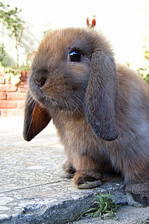 30 cute baby animals - they see but from not cute? 30 cute baby animals - they see but from not cute?