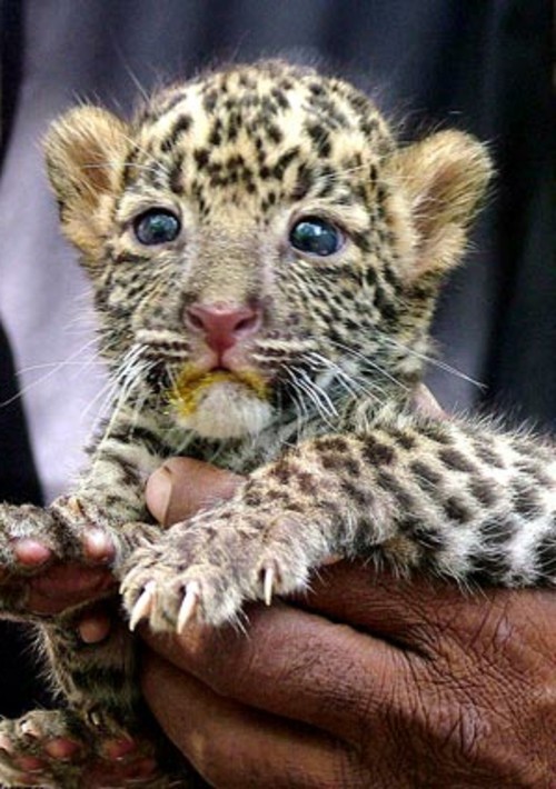 30 cute baby animals - they see but from not cute? 30 cute baby animals - they see but from not cute?