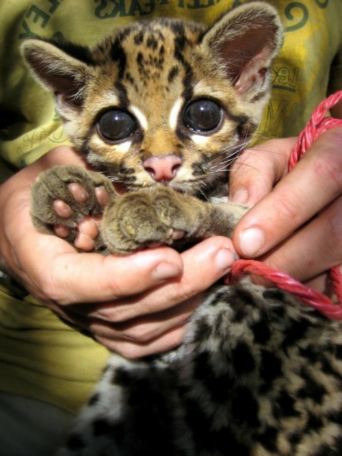 30 cute baby animals - they see but from not cute? 30 cute baby animals - they see but from not cute?