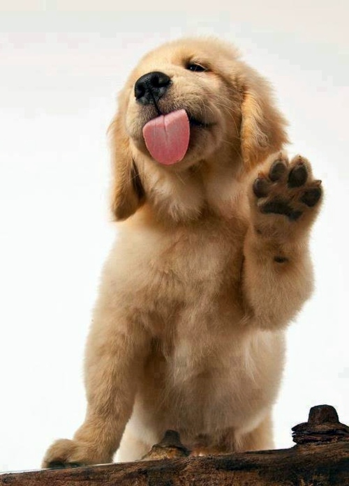 30 cute baby animals - they see but from not cute? 30 cute baby animals - they see but from not cute?