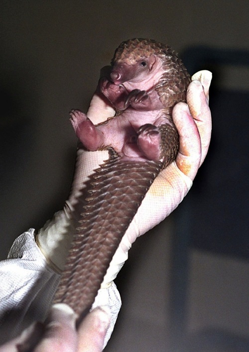 30 cute baby animals - they see but from not cute? 30 cute baby animals - they see but from not cute?