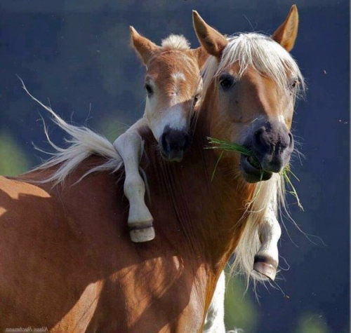 30 cute baby animals - they see but from not cute? 30 cute baby animals - they see but from not cute?