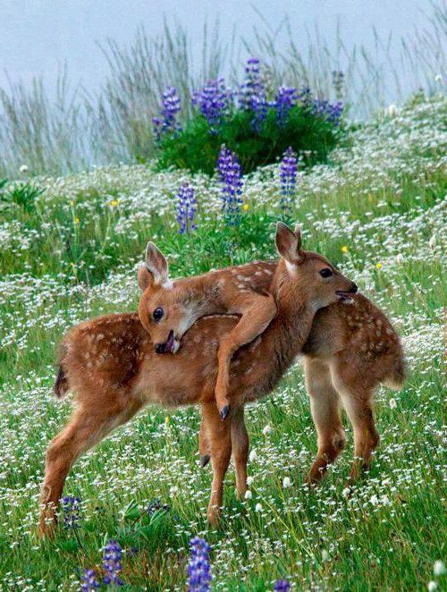 30 cute baby animals - they see but from not cute? 30 cute baby animals - they see but from not cute?