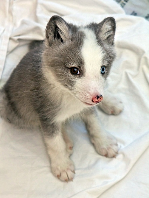 30 cute baby animals - they see but from not cute? 30 cute baby animals - they see but from not cute?