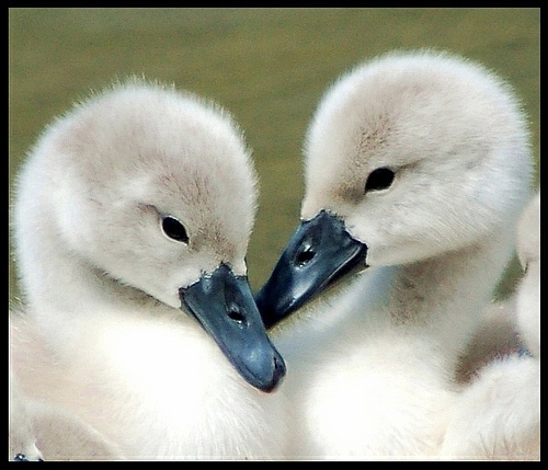 30 cute baby animals - they see but from not cute? 30 cute baby animals - they see but from not cute?