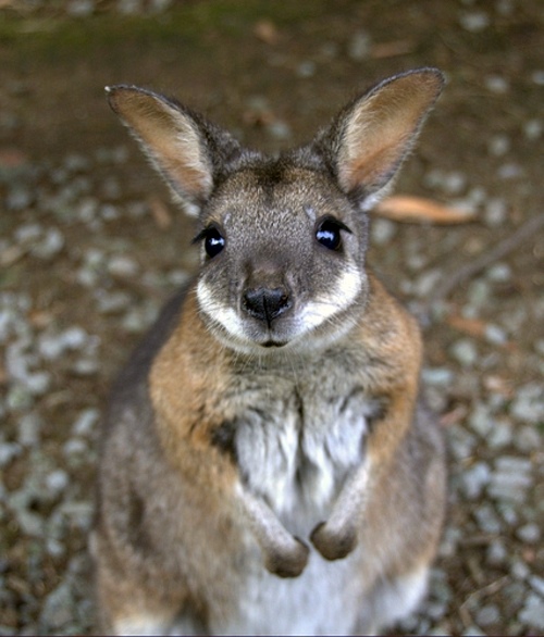 30 cute baby animals - they see but from not cute? 30 cute baby animals - they see but from not cute?