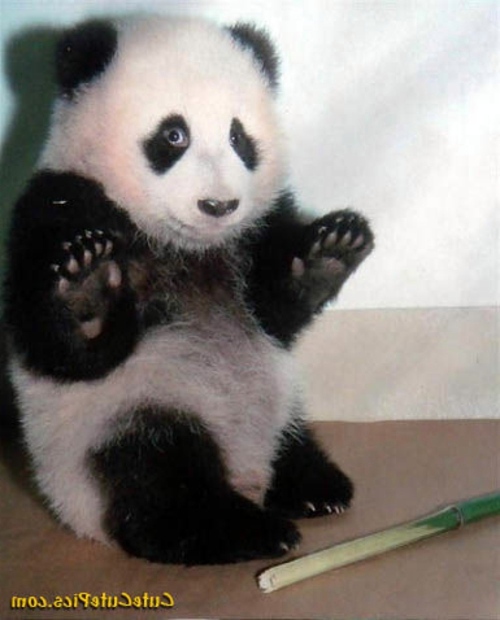 30 cute baby animals - they see but from not cute? 30 cute baby animals - they see but from not cute?