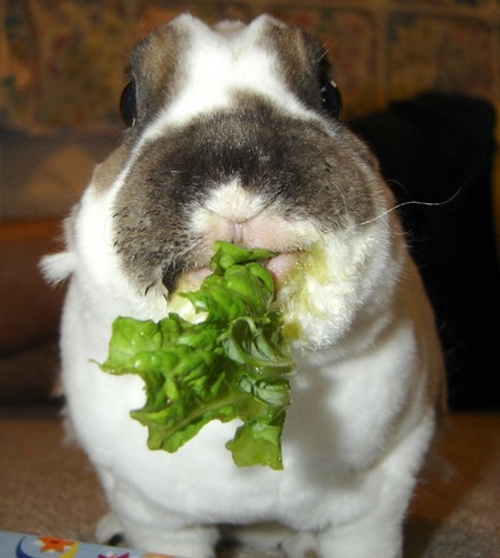 30 cute baby animals - they see but from not cute? 30 cute baby animals - they see but from not cute?