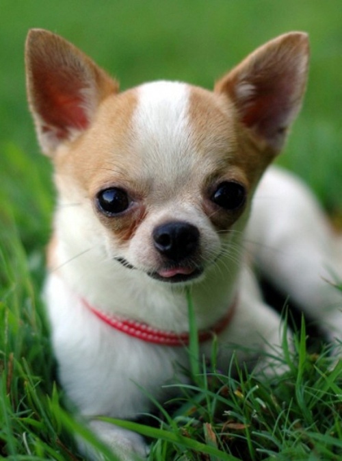 30 cute baby animals - they see but from not cute? 30 cute baby animals - they see but from not cute?
