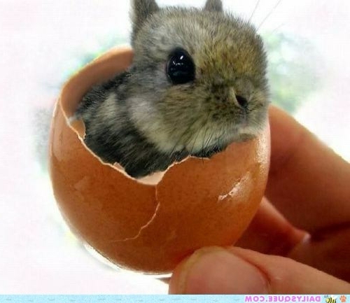 30 cute baby animals - they see but from not cute? 30 cute baby animals - they see but from not cute?